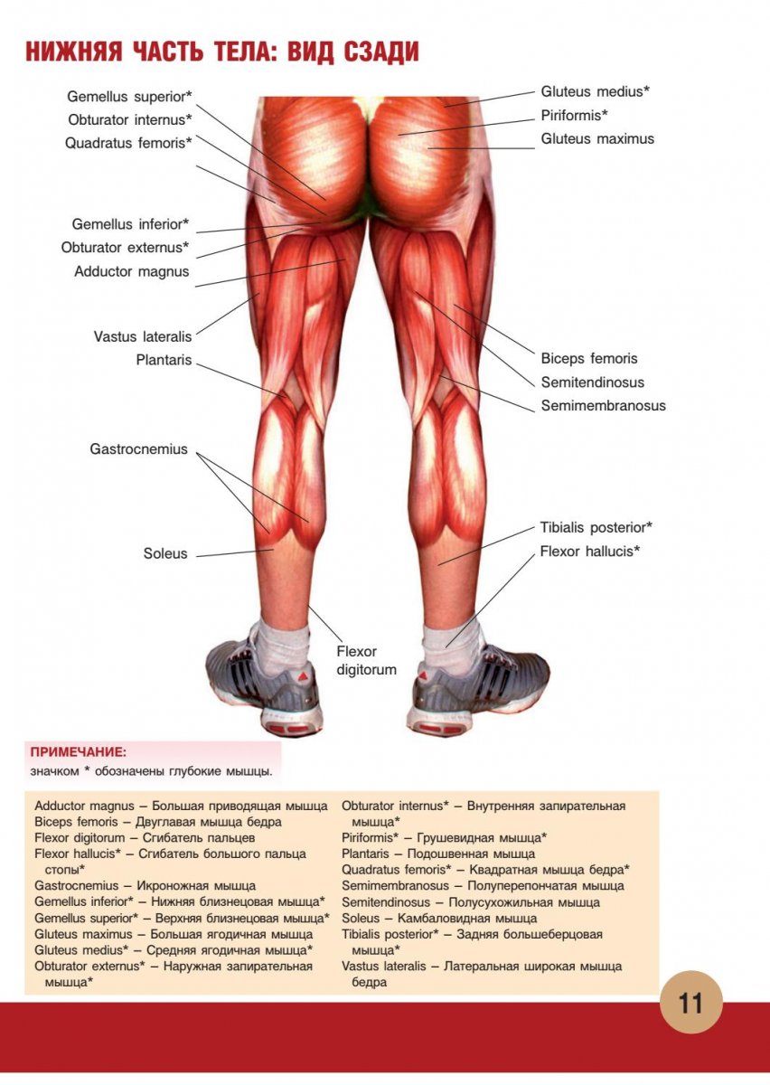 Muscle Legs