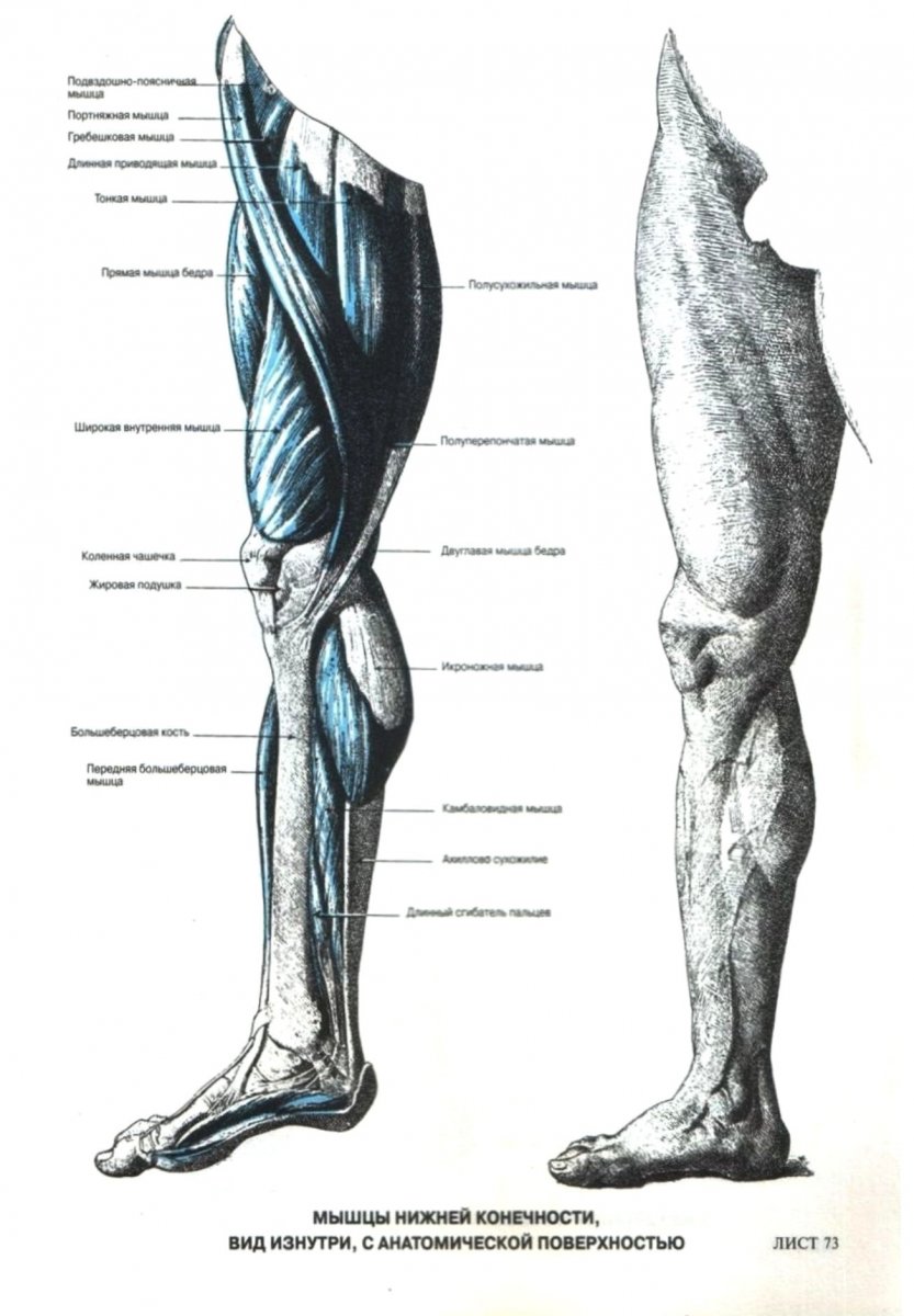 Топографическая анатомия бедра человека