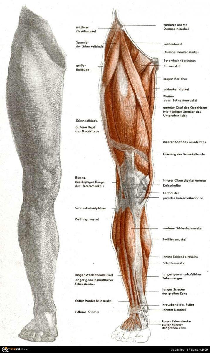Мышцы ног Баммес