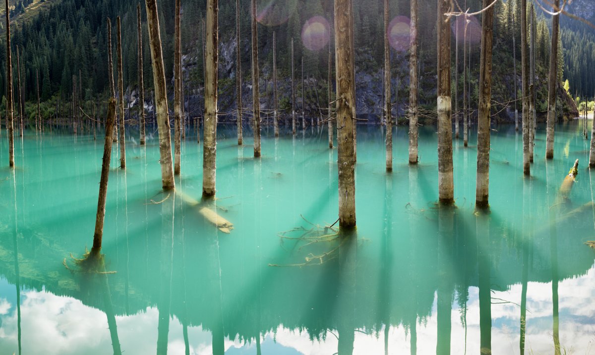 Затопленный лес на озере Каинды