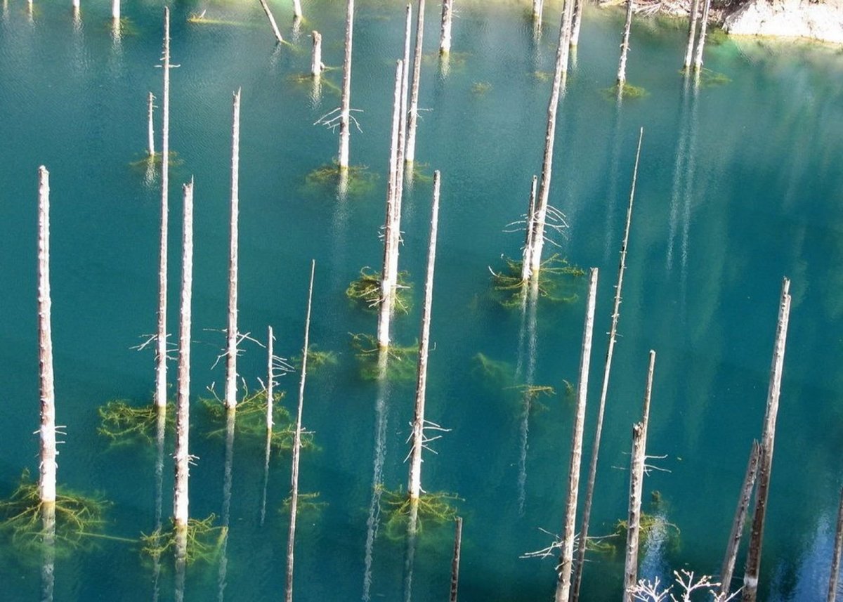 Затонувший лес озера каинды