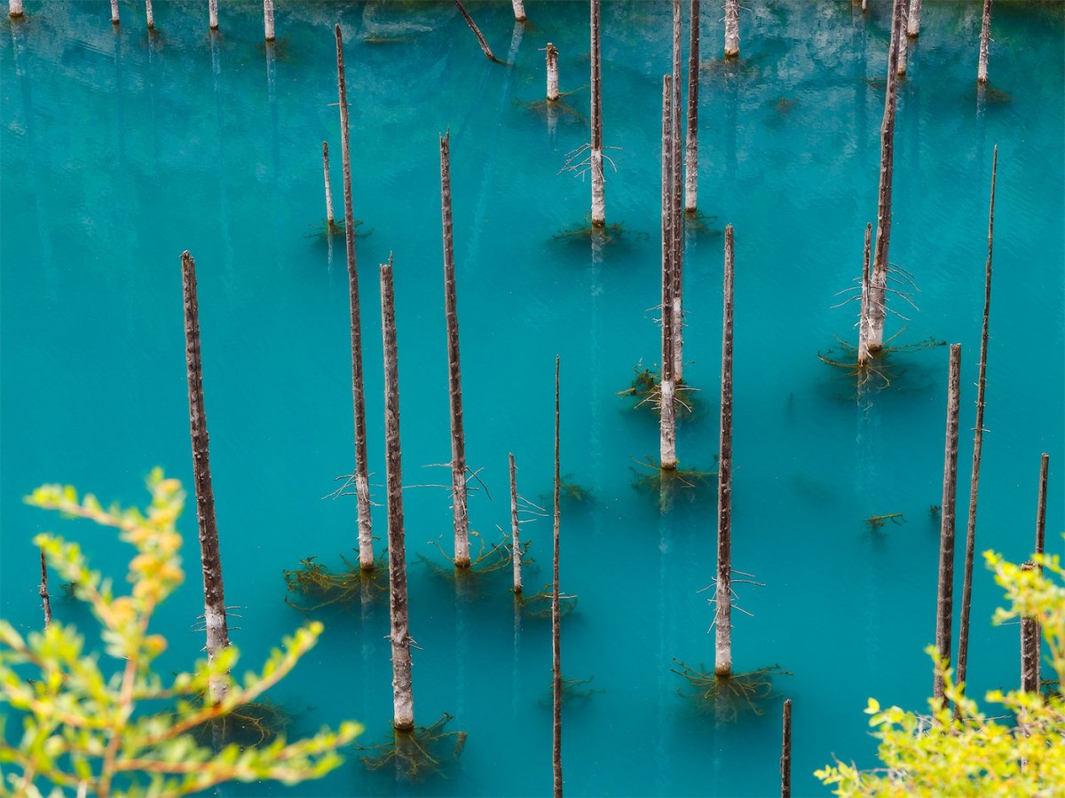 Затонувший лес в озере Каинды