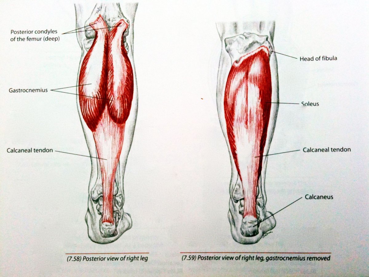 Мышцы бедра сзади анатомия