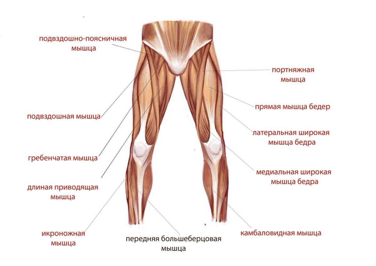 Приводящие мышцы бедра анатомия