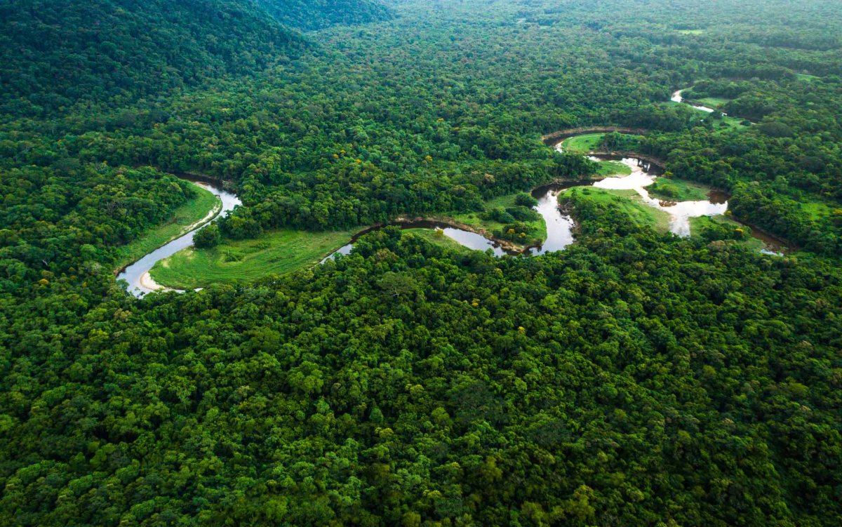 Леса центральной Амазонии Бразилии