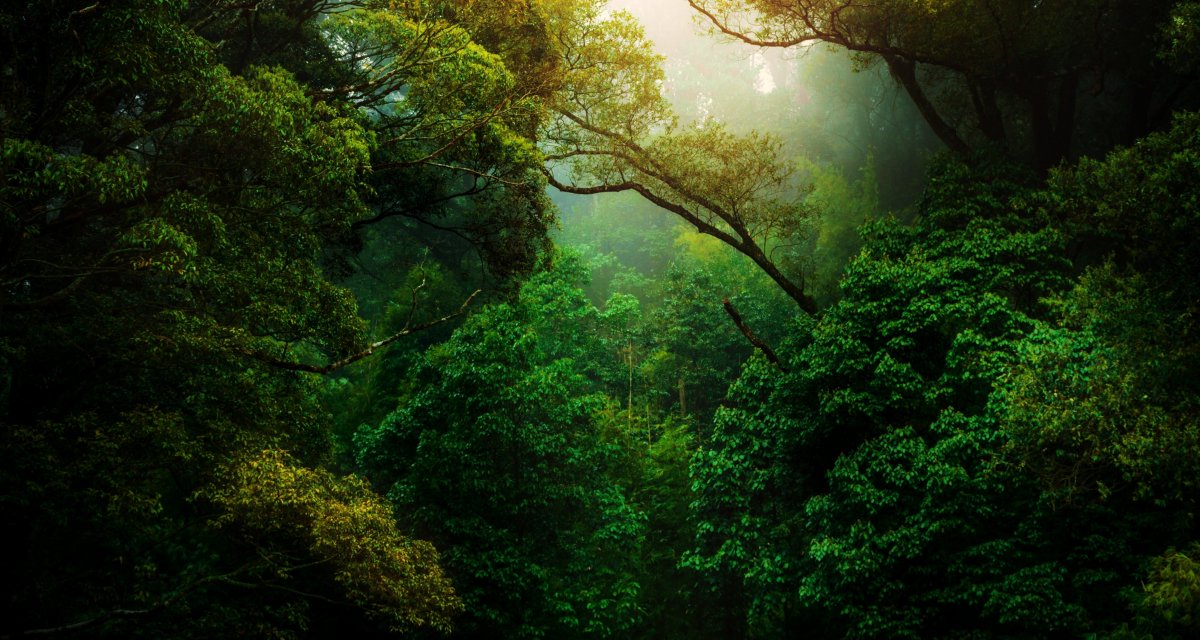 Основной район тропических лесов Амазонии