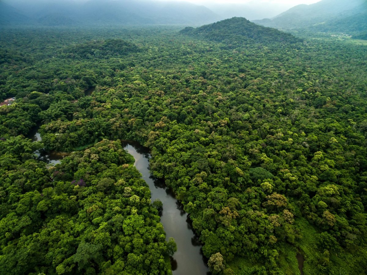 Амазонские леса Сельва ЮНЕСКО