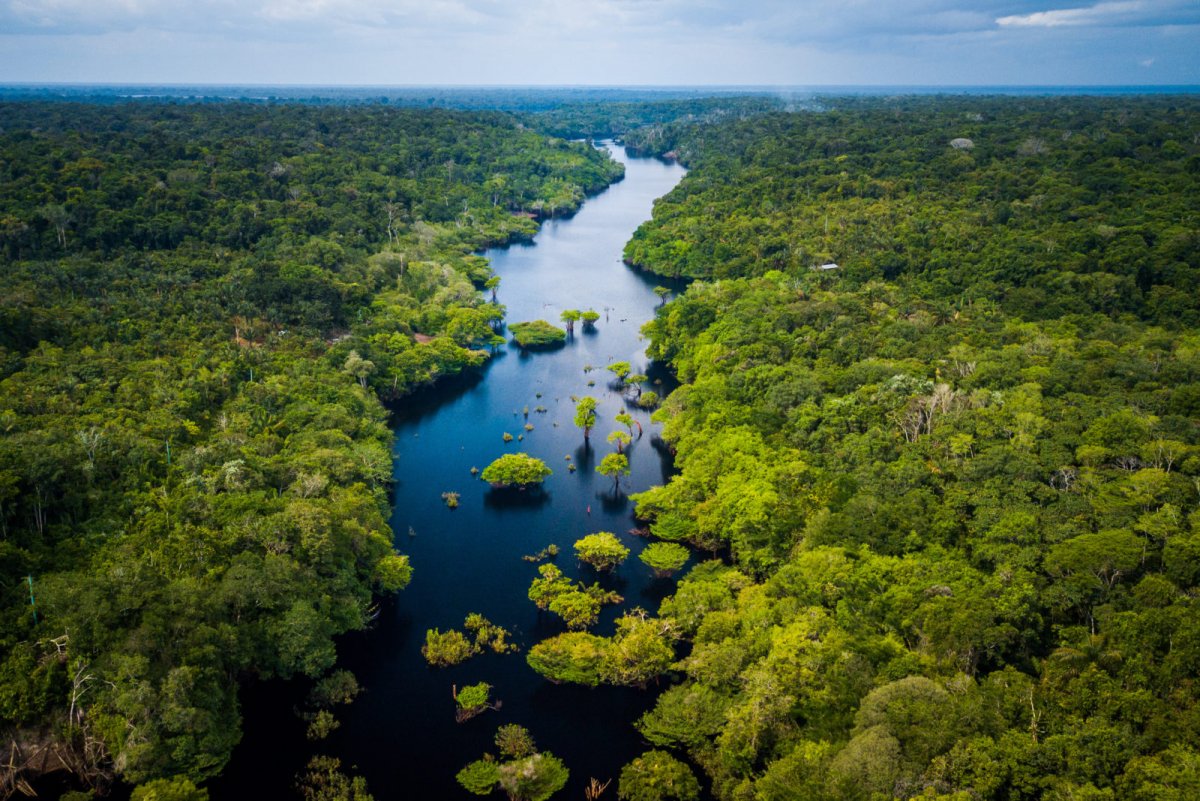 Амазонская Лиана