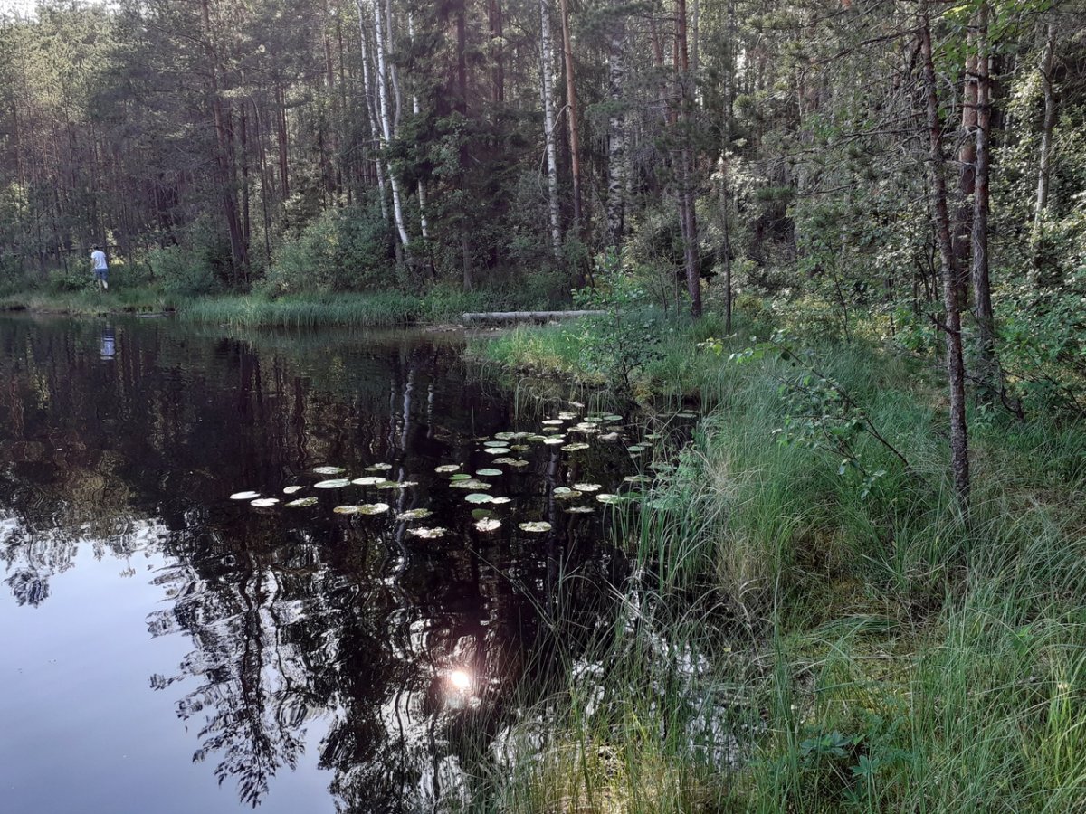 Финское озеро Шуваловский парк