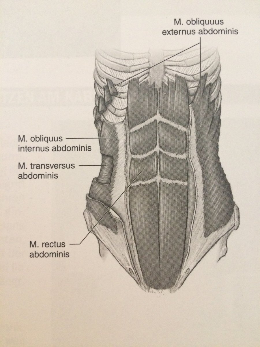 Внутренняя косая мышца живота m. obliquus internus abdominis