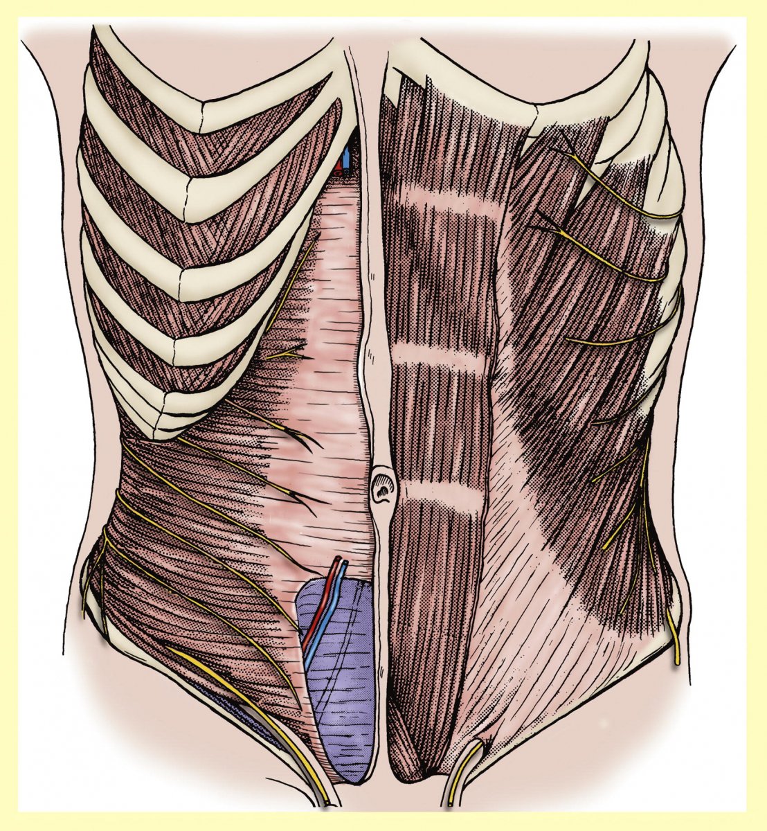 Musculus rectus abdominis
