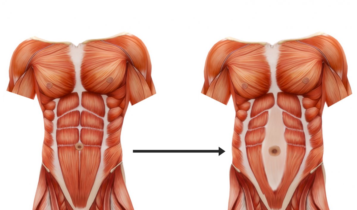 Мышцы туловища анатомия