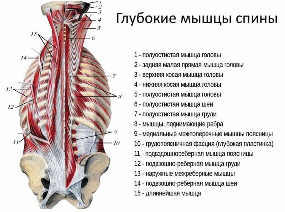 Мышцы спины анатомия поверхностный слой