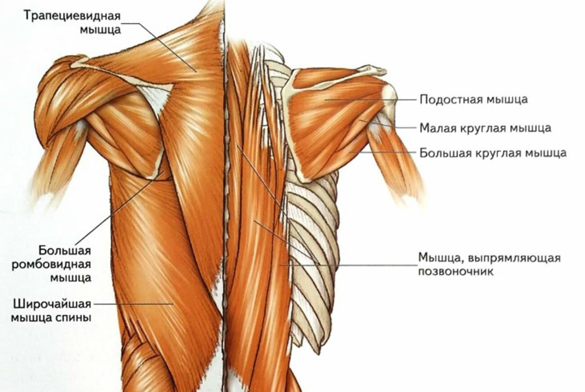 Мышцы спины анатомический атлас