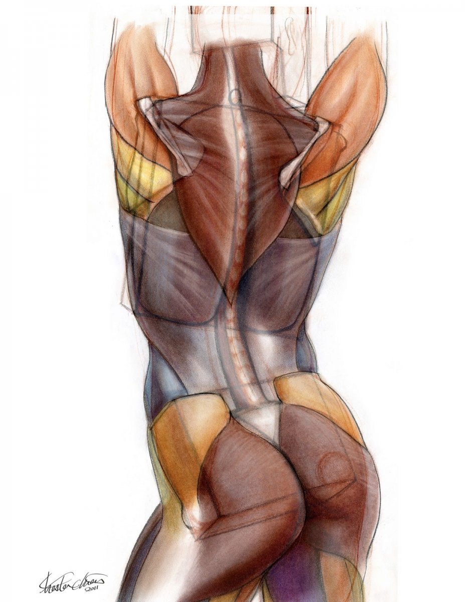 Мышцы шеи и спины сзади анатомия