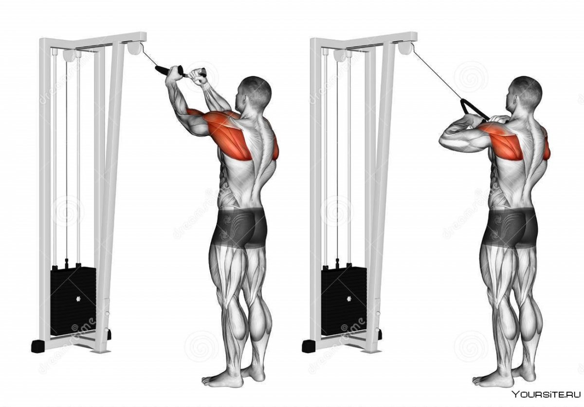 Rear delt Cable Row