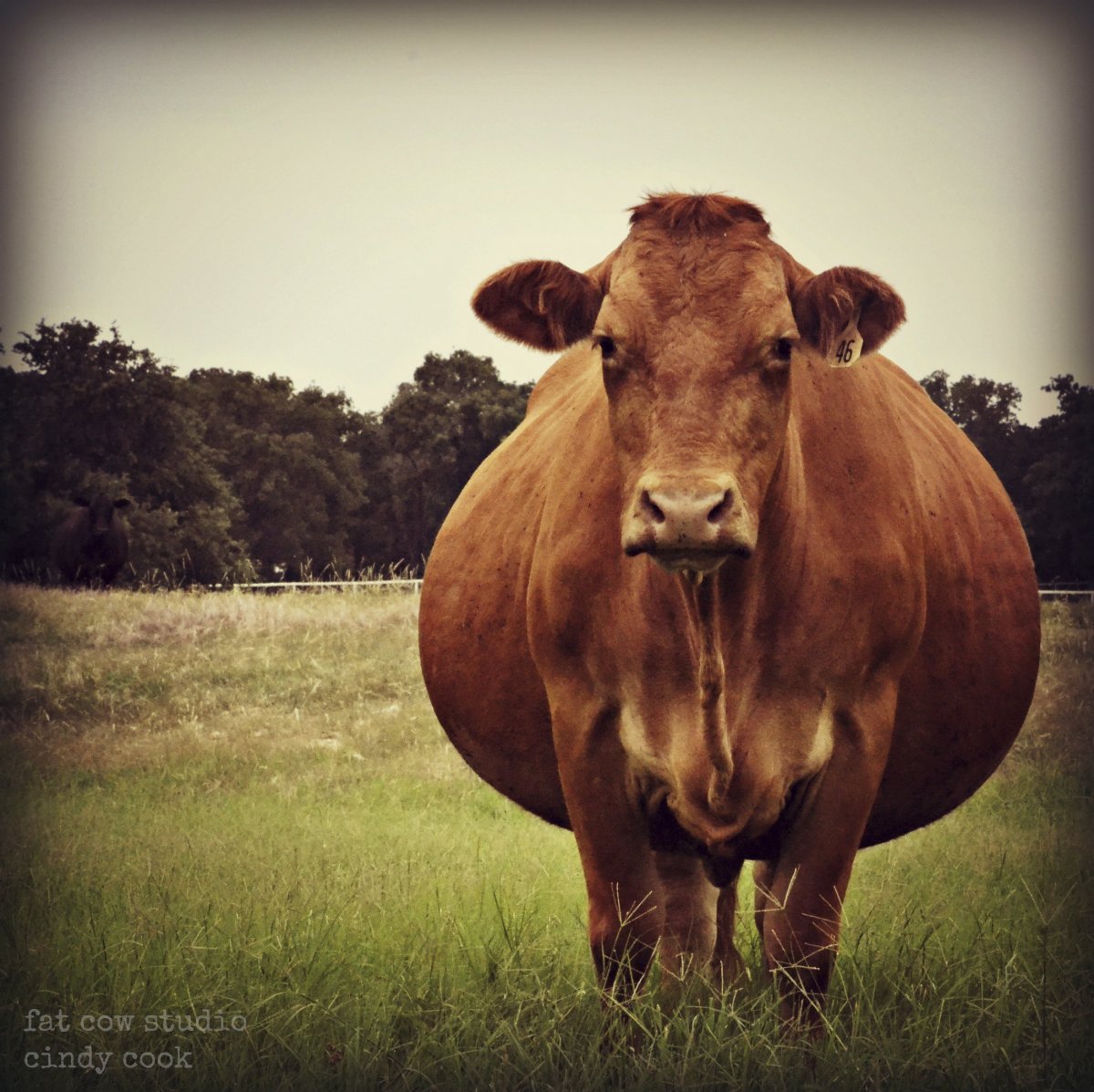Самая красивая корова в мире