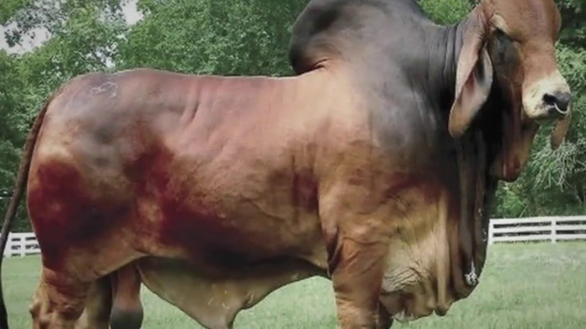 Мускулистая порода коров