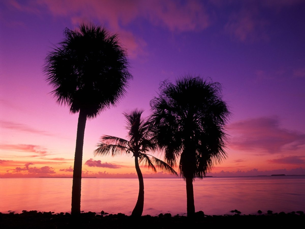 Майами Флорида закат Пальма