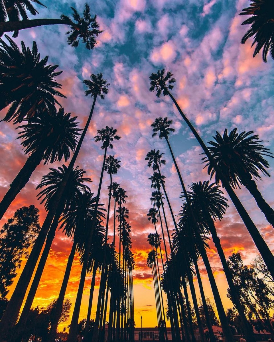 Лос Анджелес горы Пальма