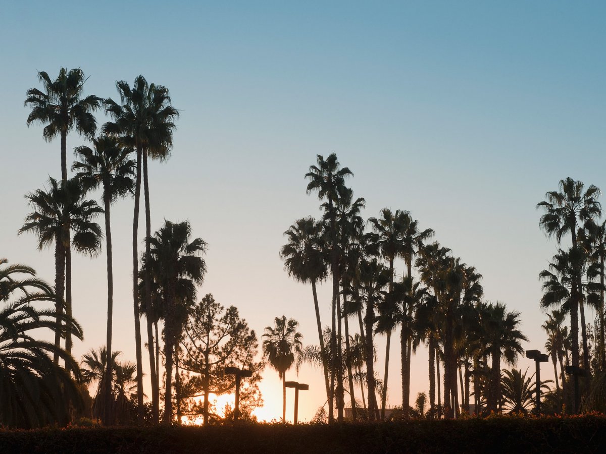 Калифорния пальмы Санта Моника