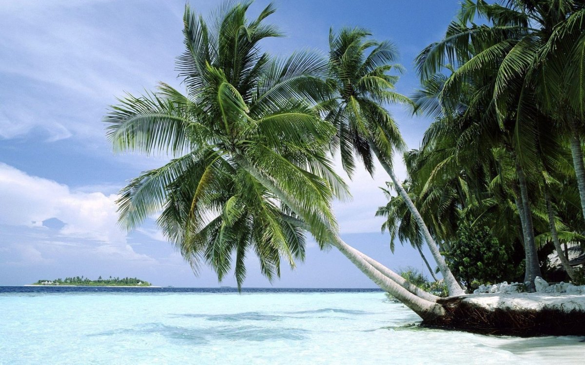 Остров пальмы море