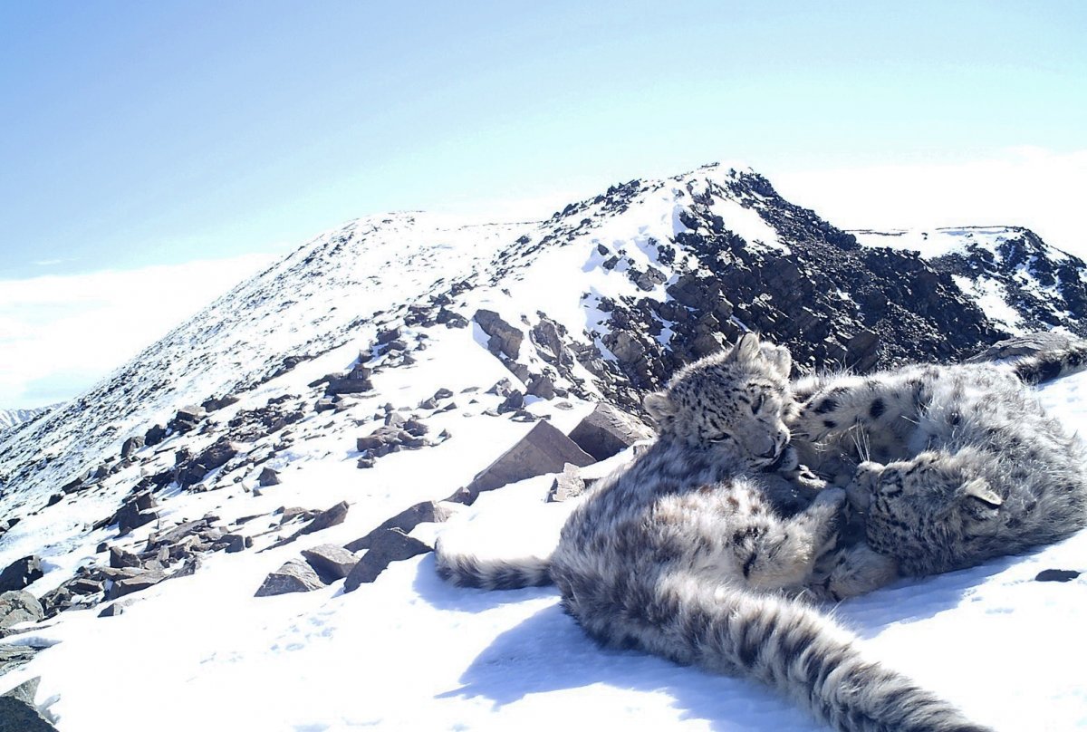 Алтайский заповедник снежный Барс