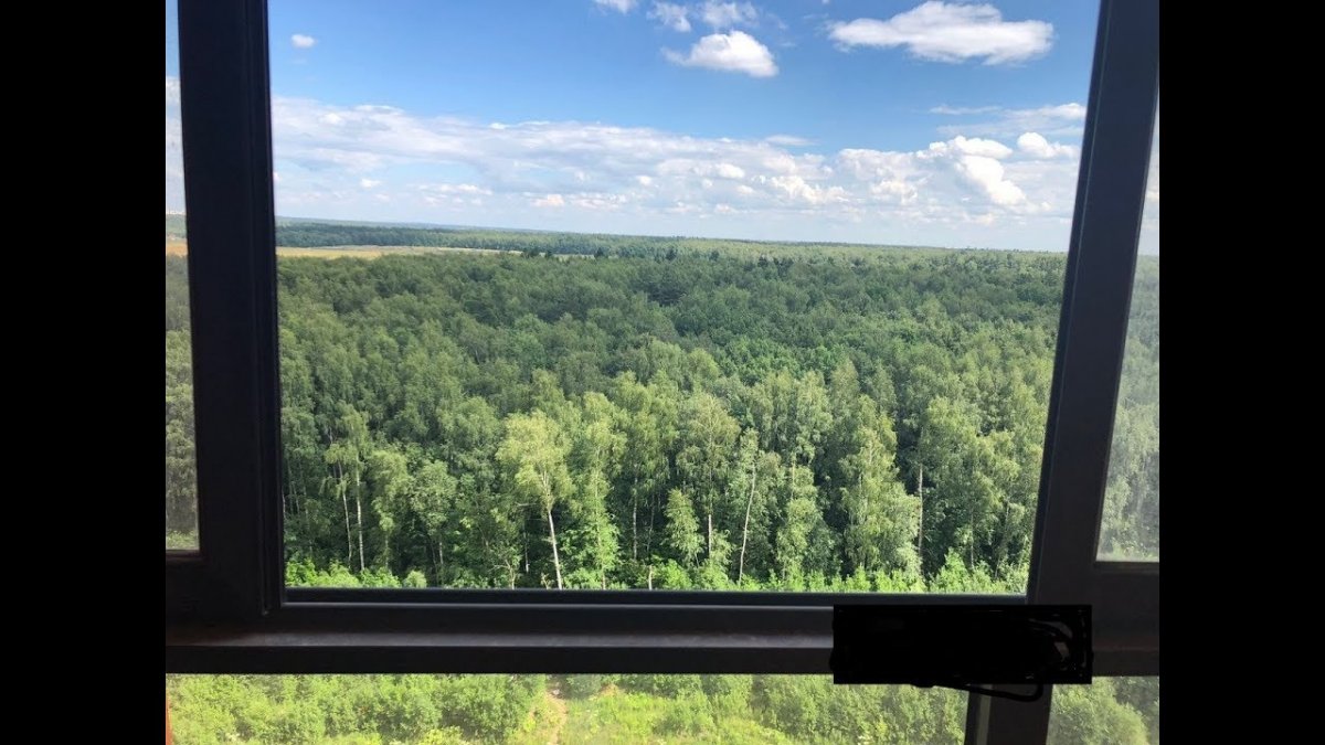 Окно с видом на лес