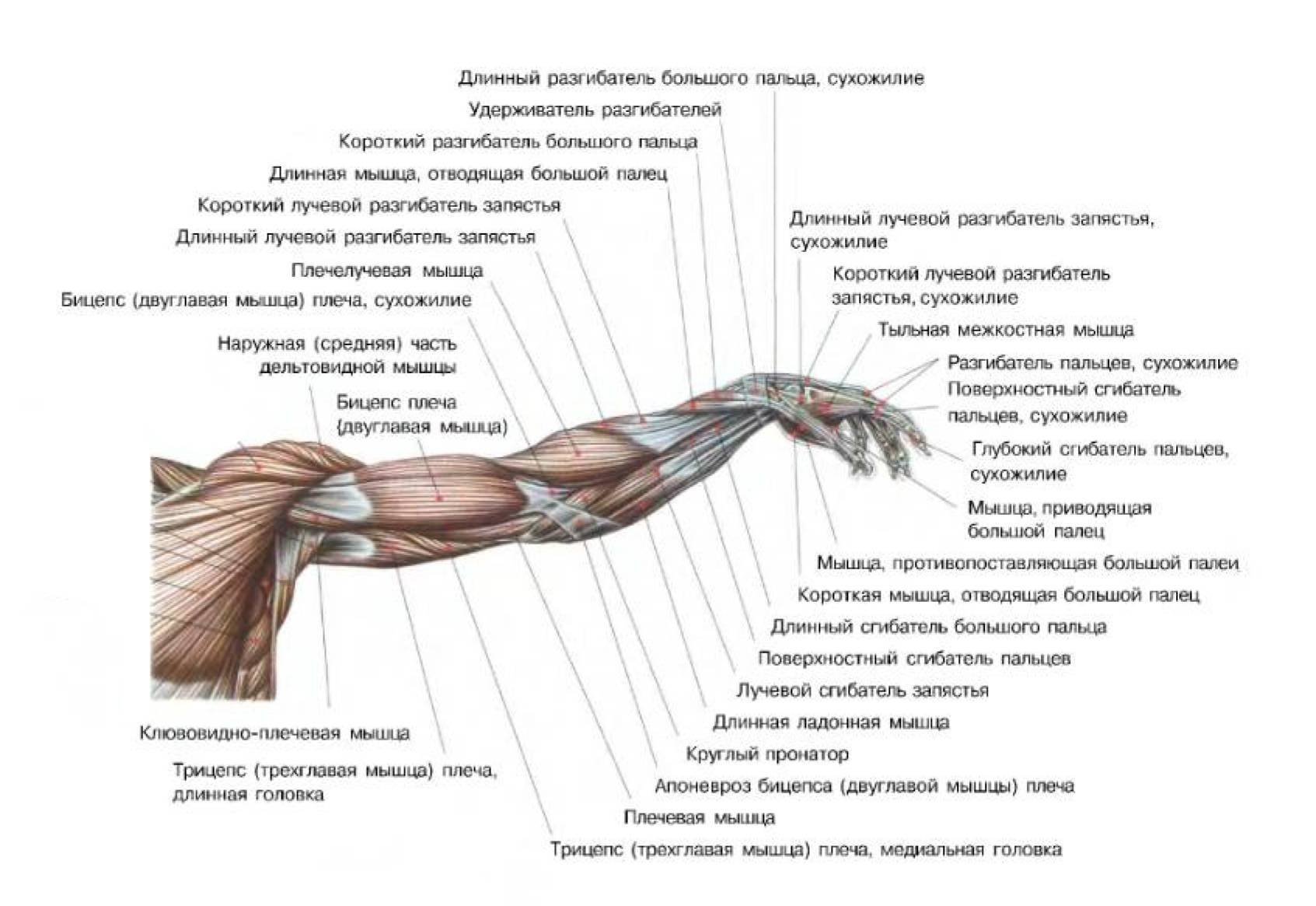 Мышцы руки анатомия человека