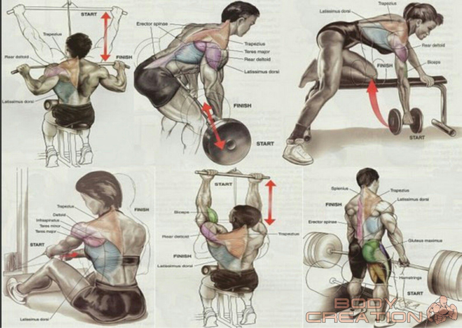 Развитие группы мышц. Упражнения на группы мышц. Группы мышц для тренировок. Упражнения на спину в тренажерном. Упражнения на определенные группы мышц.