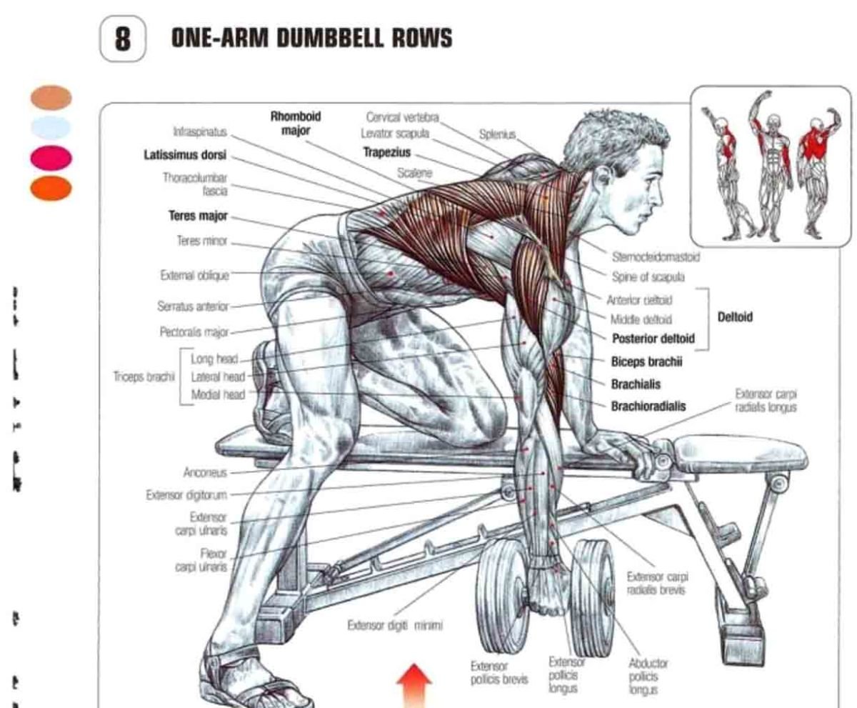 Упражнения для мышц спины с гантелями