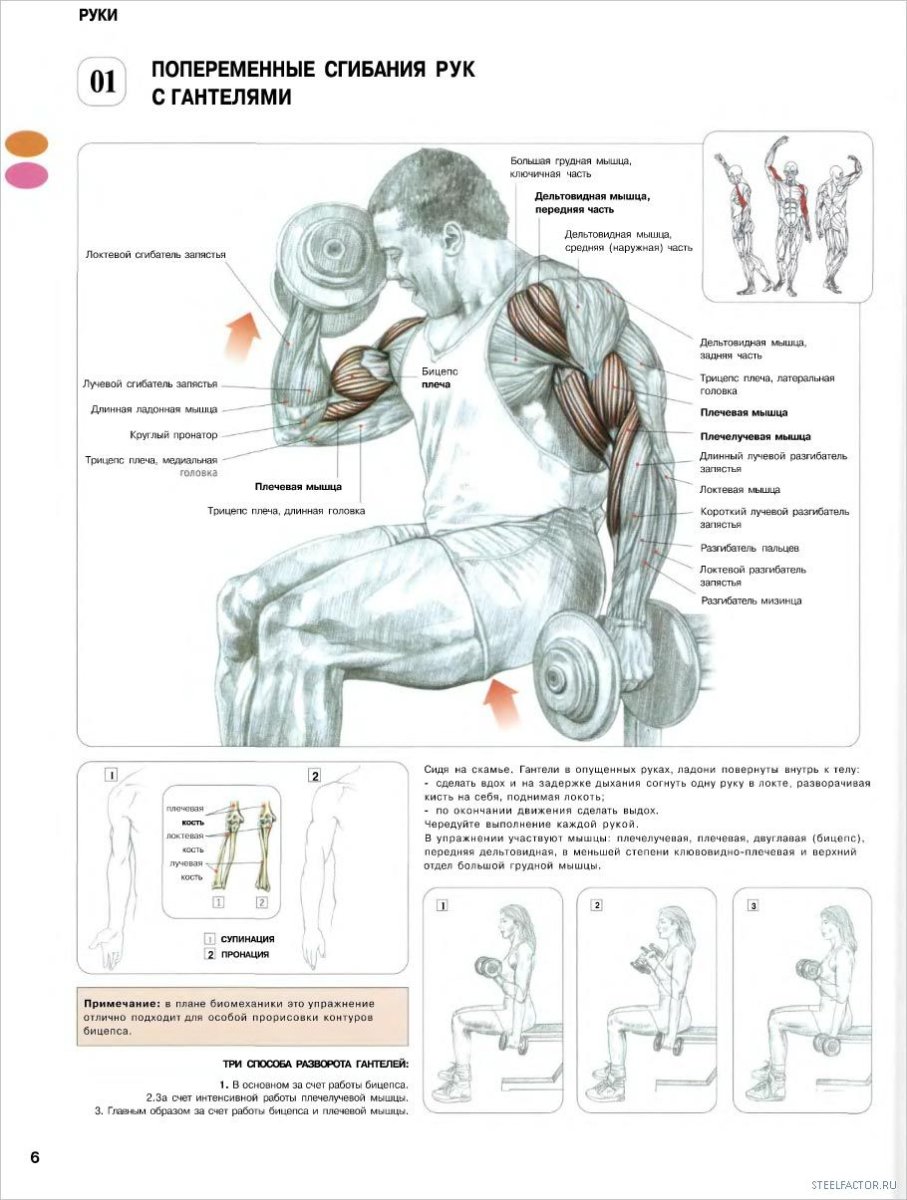 Анатомия силовых упражнений бицепс