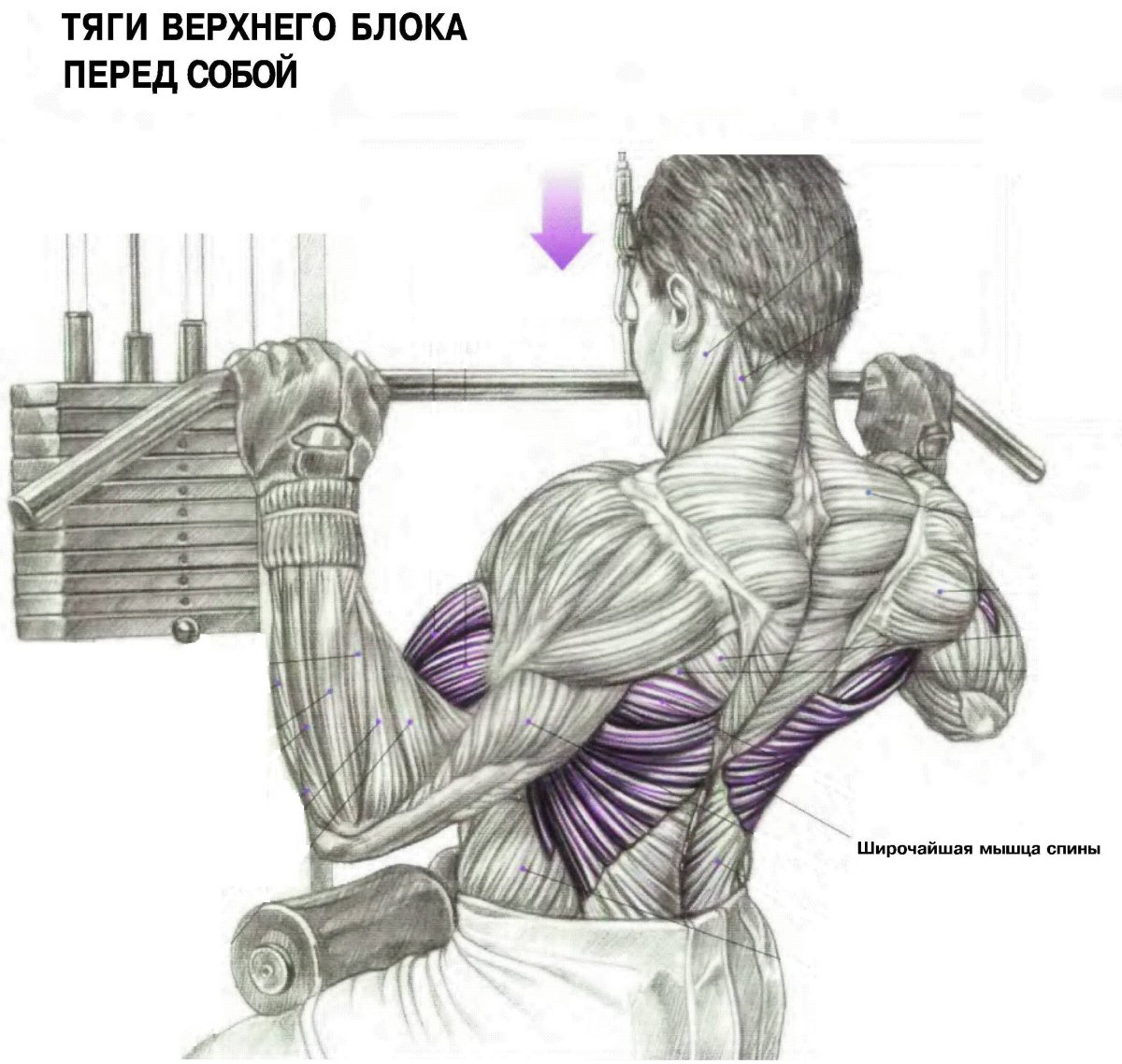 Красивые мышцы
