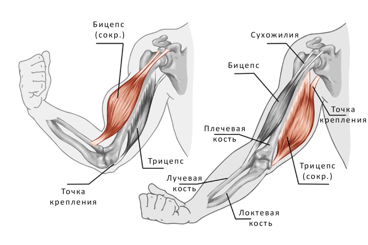 Мышцы рук бицепс трицепс