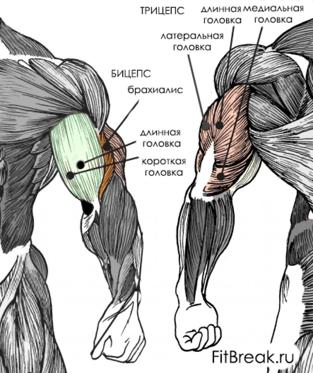 Как накачать длинную. Трицепс анатомия. Строение бицепса и трицепса. Рука мышцы анатомия трицепс. Латеральная головка трицепса анатомия.