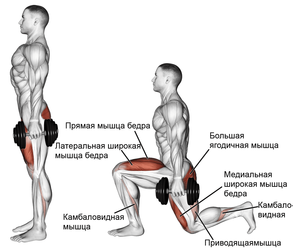 Выпады с гантелями для мужчин техника