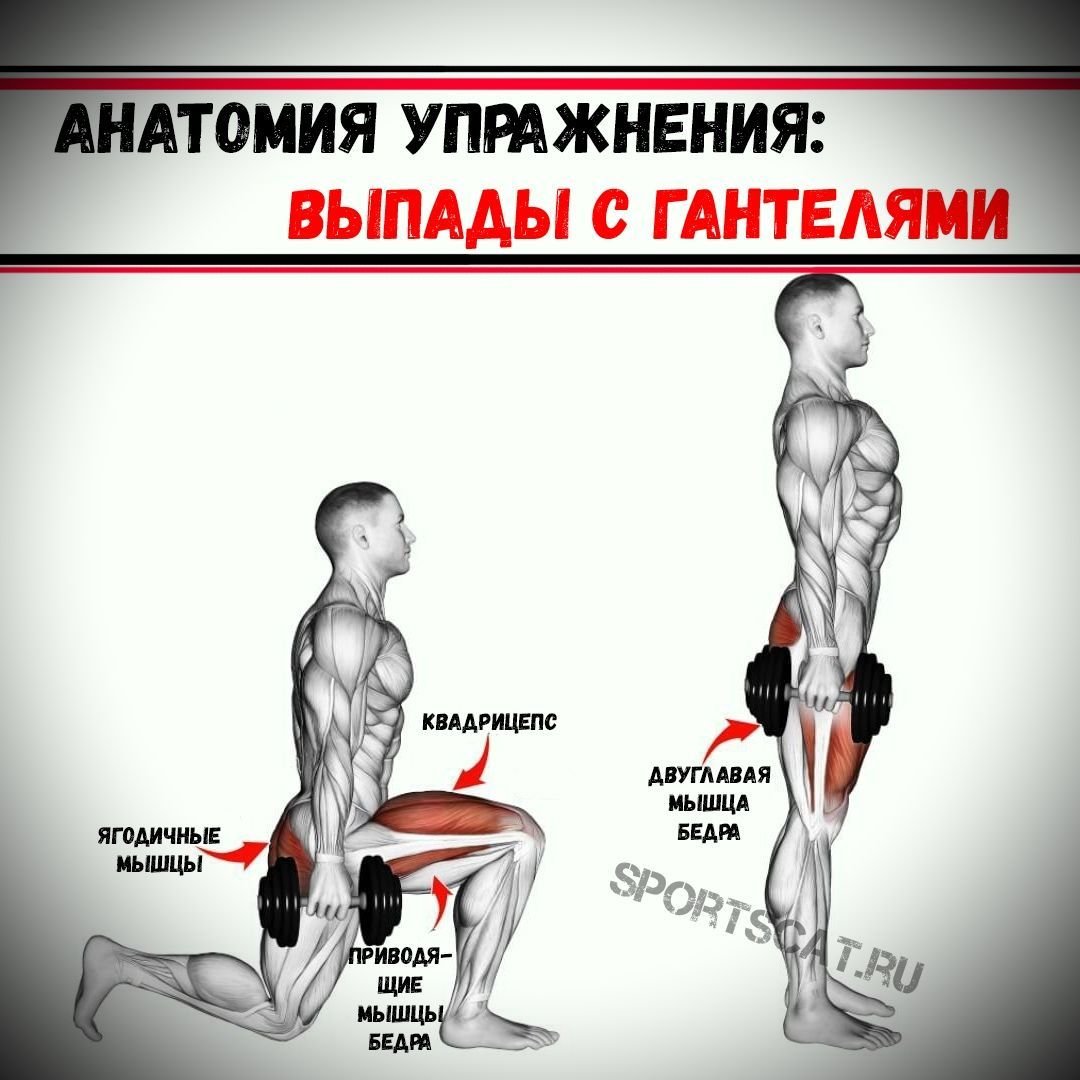 Приседания плие мышцы