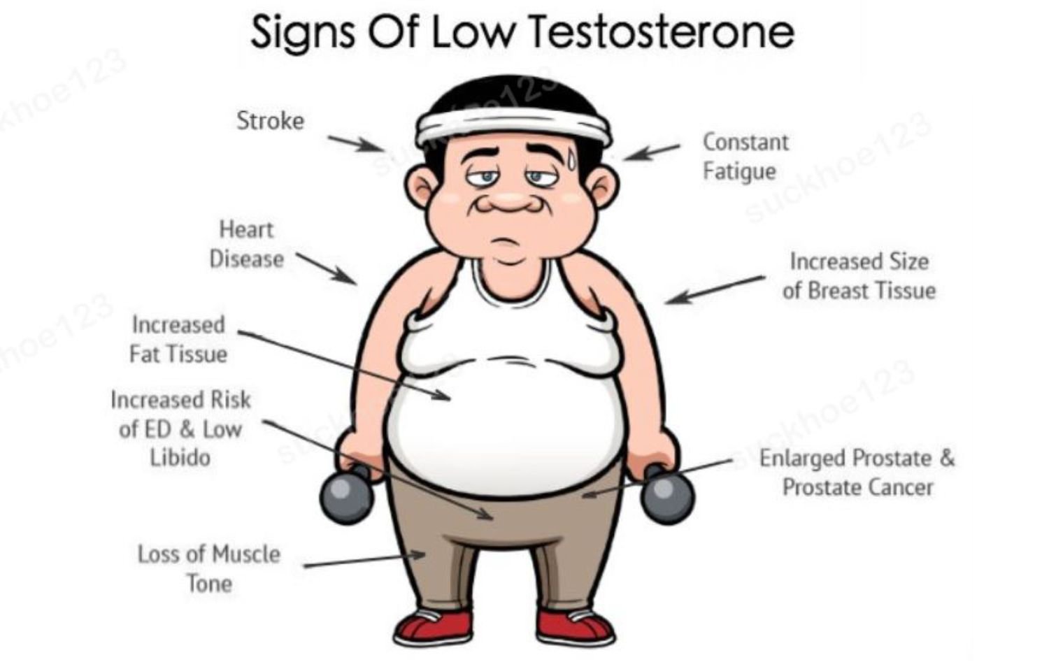 влияет ли тестостерон на размер члена фото 90