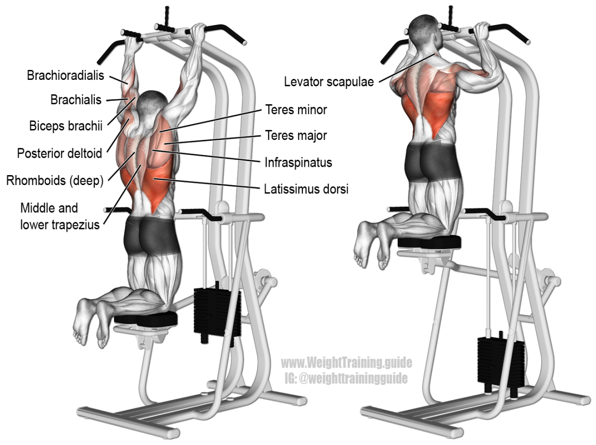 Curl Cable overhead Bicep