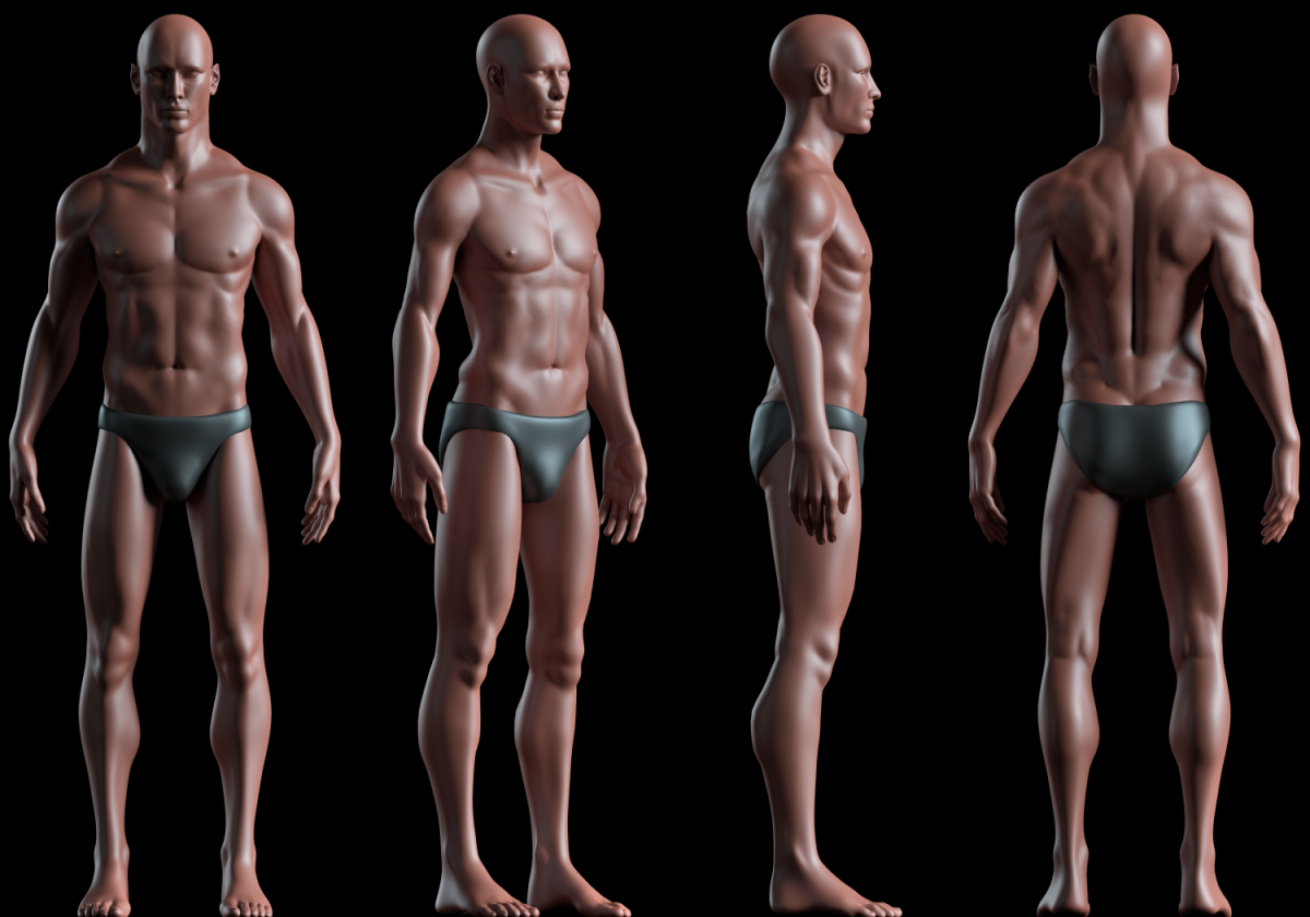 Анатомия торса мужчины