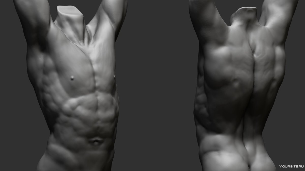 Мюнхенский торс 3d