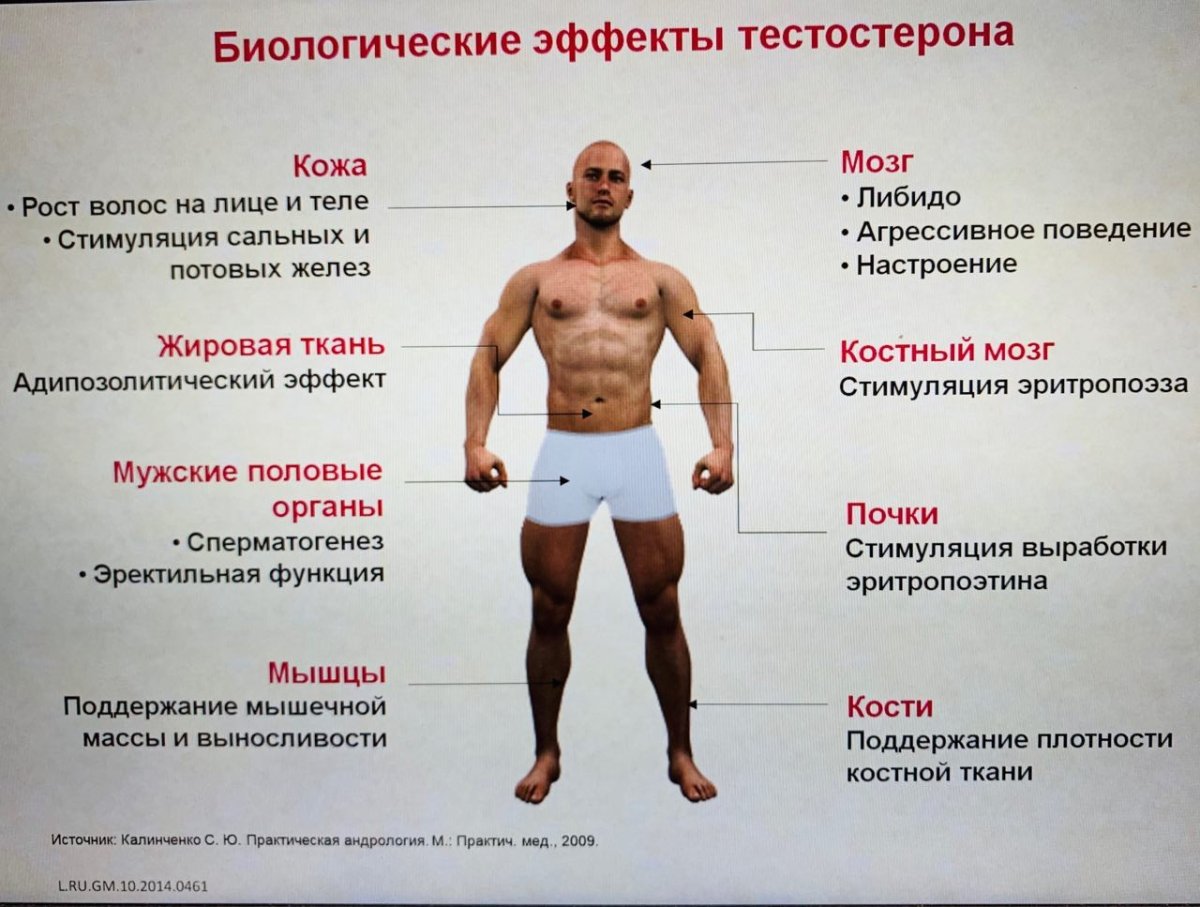 Тестостерон и мышцы