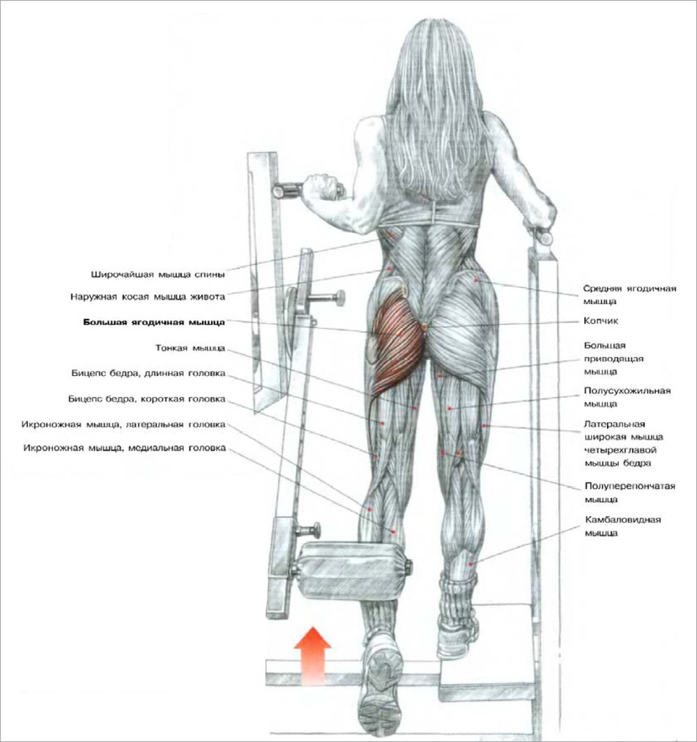 Отведение ноги назад в тренажере мышцы