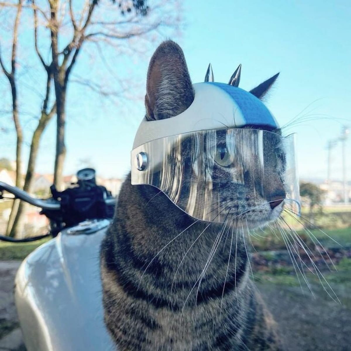 Кот в каске
