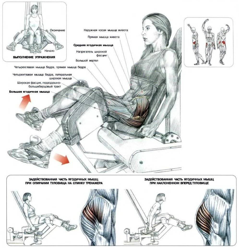 Анатомия силовых упражнений разведение ног
