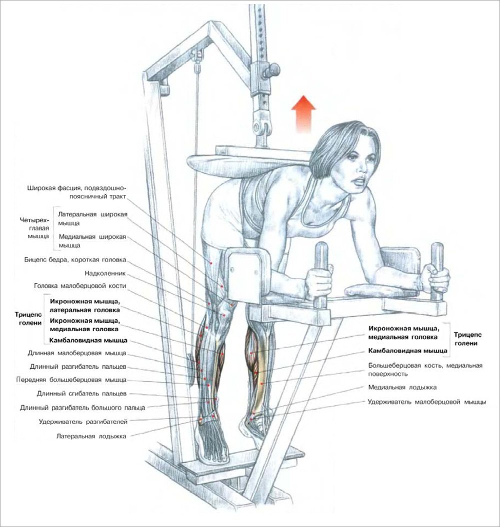 Подъёмы на носки сидя в тренажере (голень)