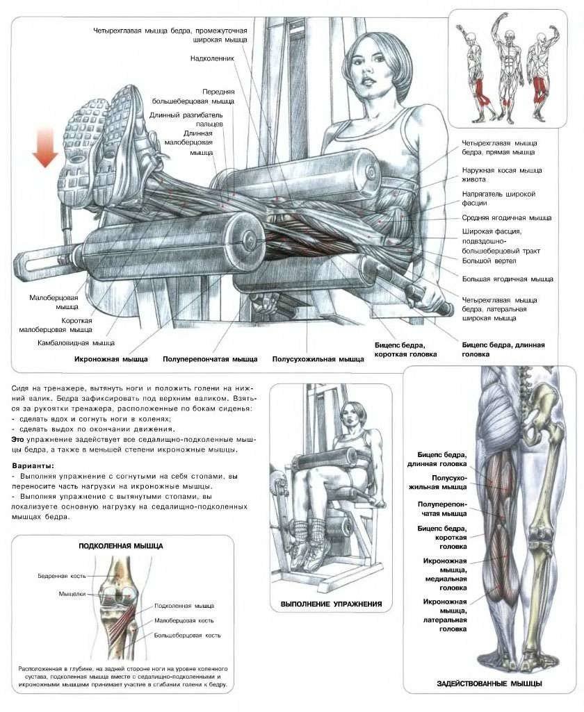 Сгибание ног в тренажере сидя мышцы