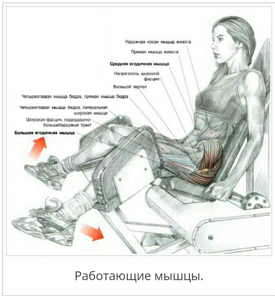 Разведение ног сидя мышцы