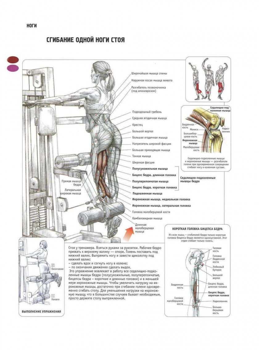 Фредерик Делавье анатомия силовых упражнений ягодицы