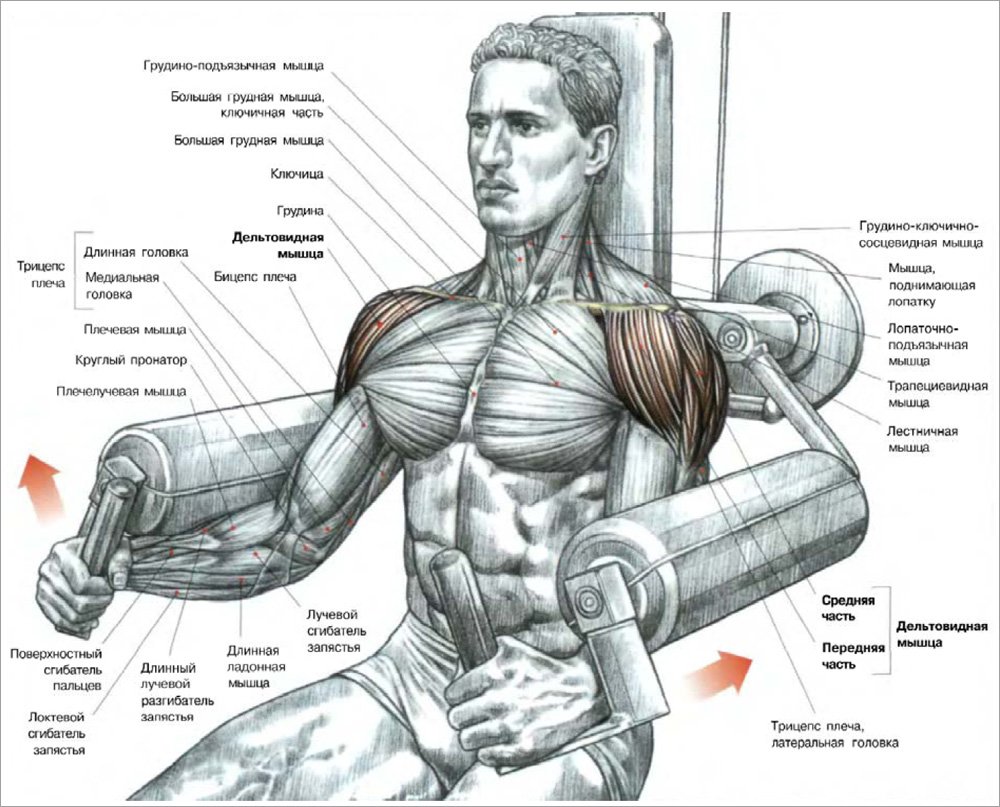 Средний пучок дельтовидной мышцы упражнения